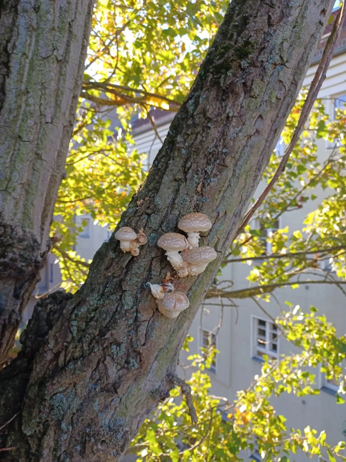 Pilzbefall am Stamm eines Baumes