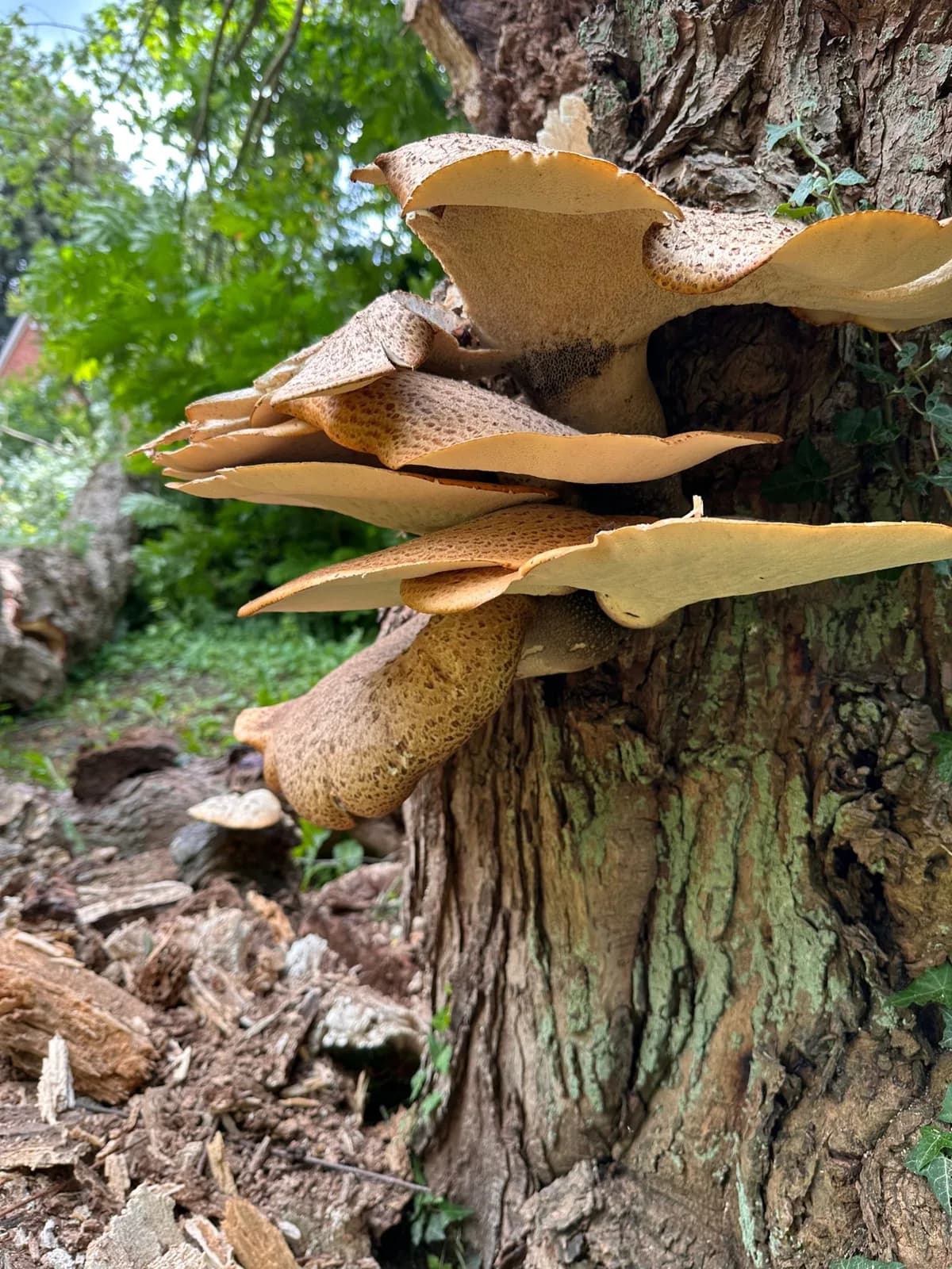 Großer Pilzbefall am Stamm eines Baumes