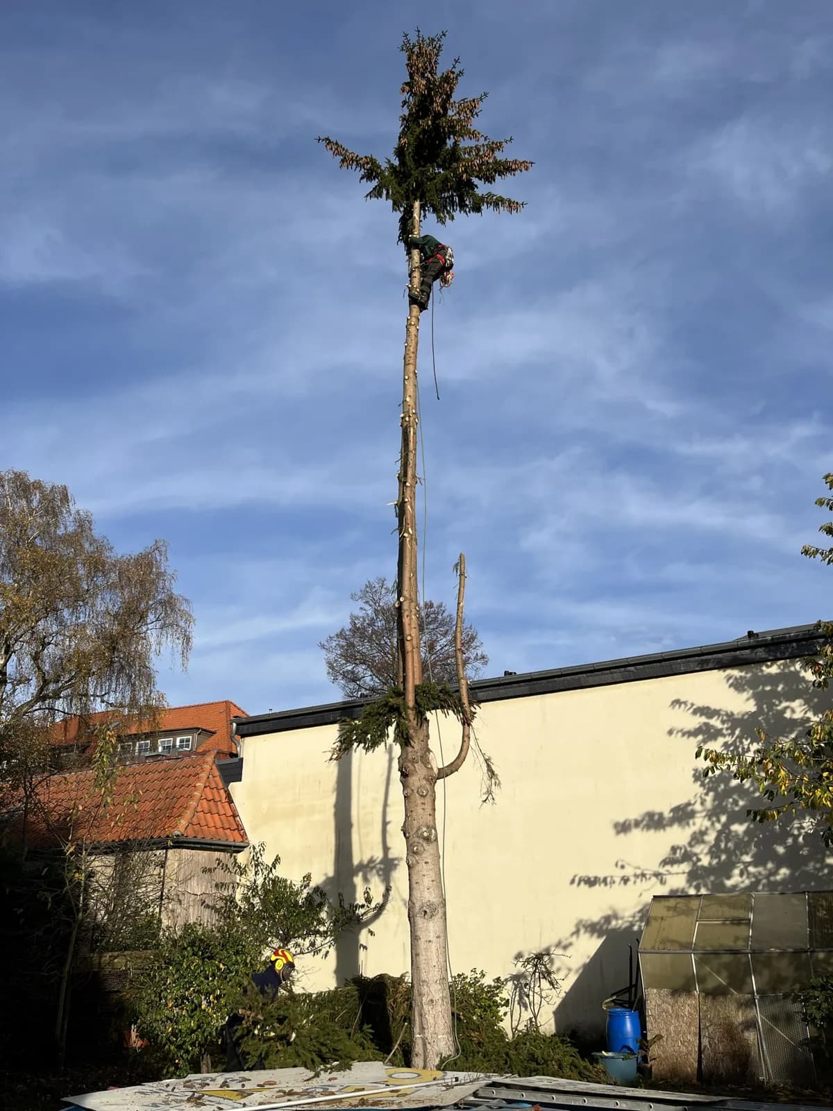 Baumfällung mit Steigeisen, Kletterer im hohen Baum
