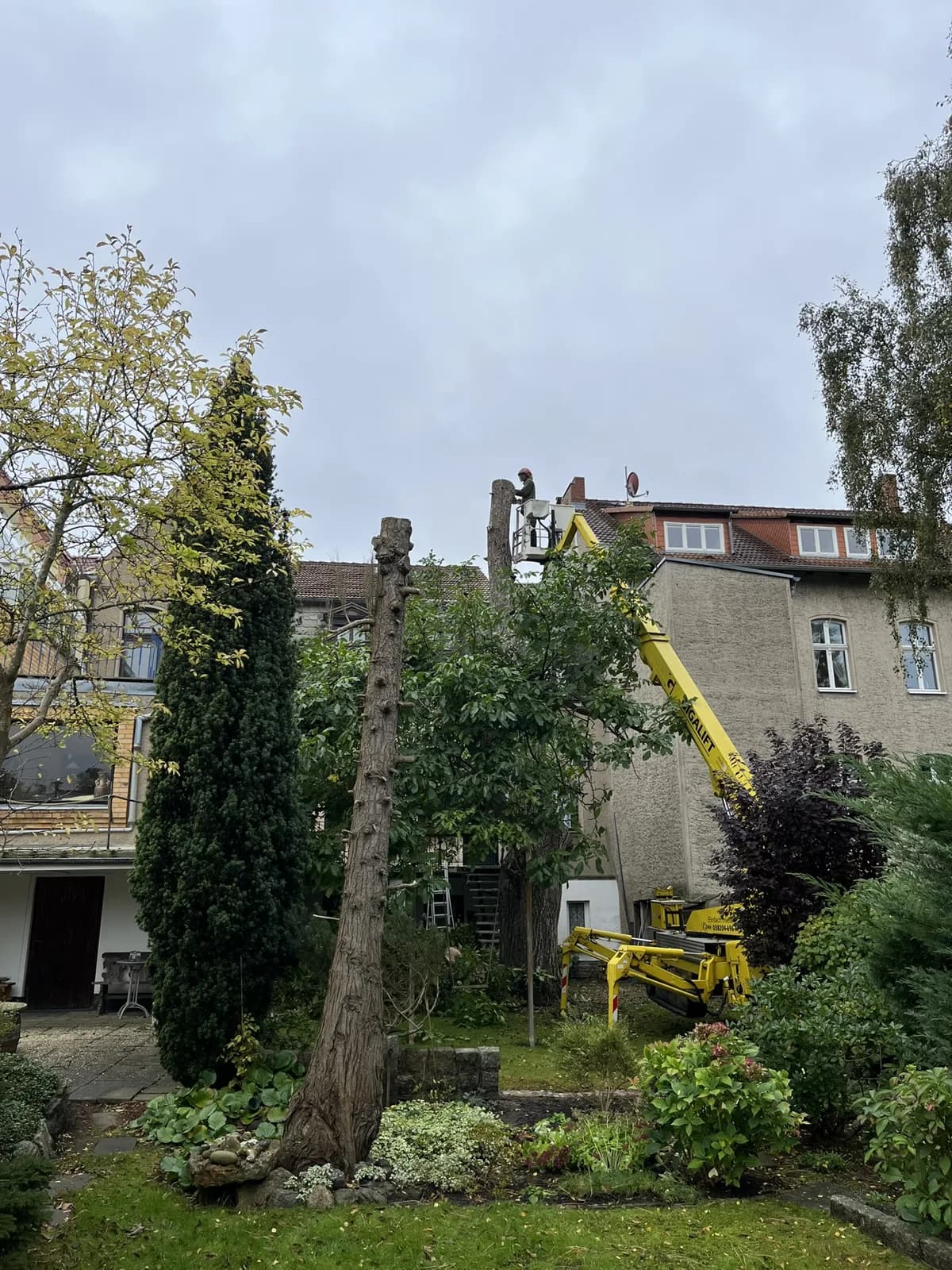 Baumpflege mit Hebebühne im Innenhof