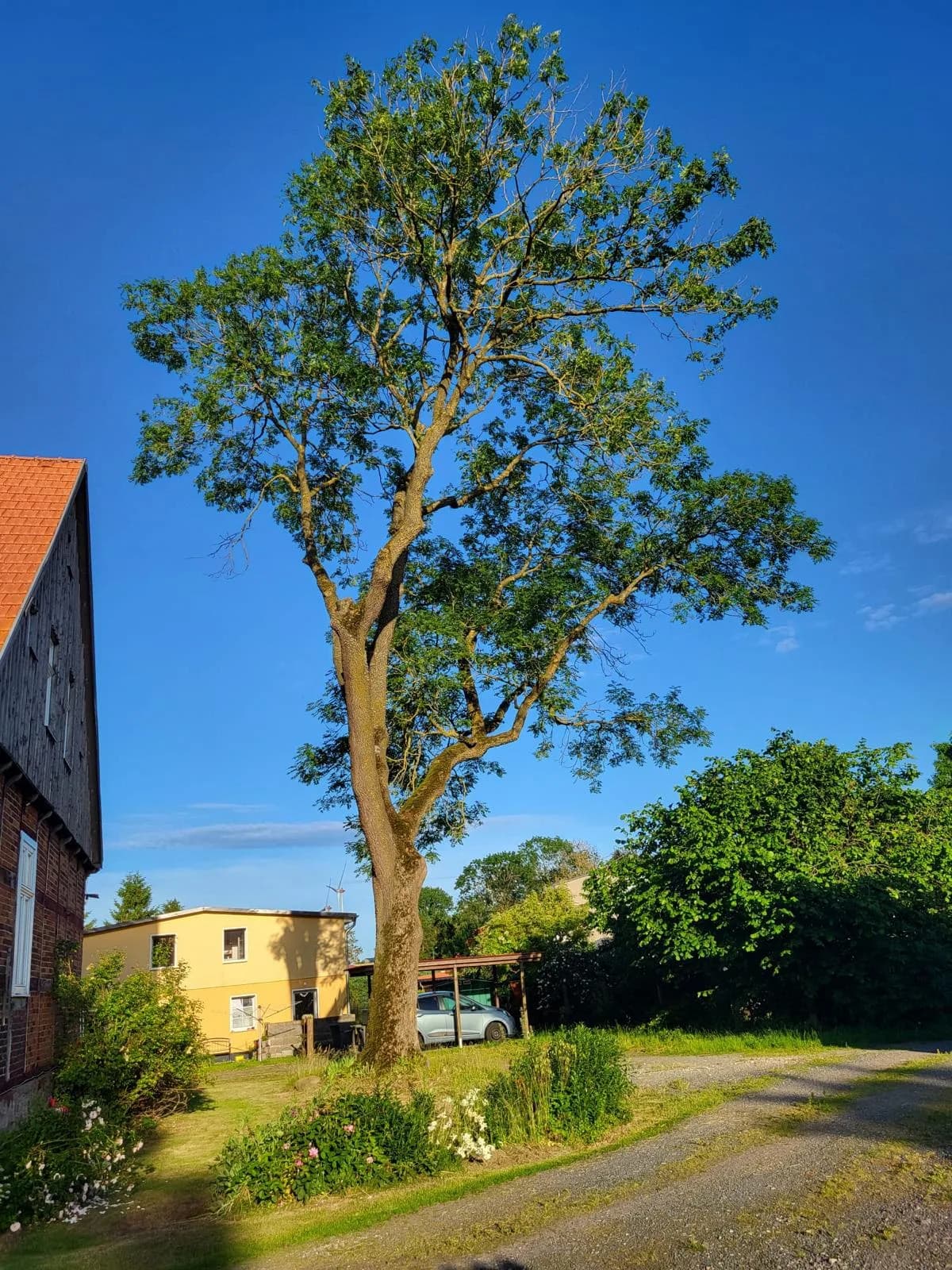Gepflegter Baum nach fachgerechter Baumpflege