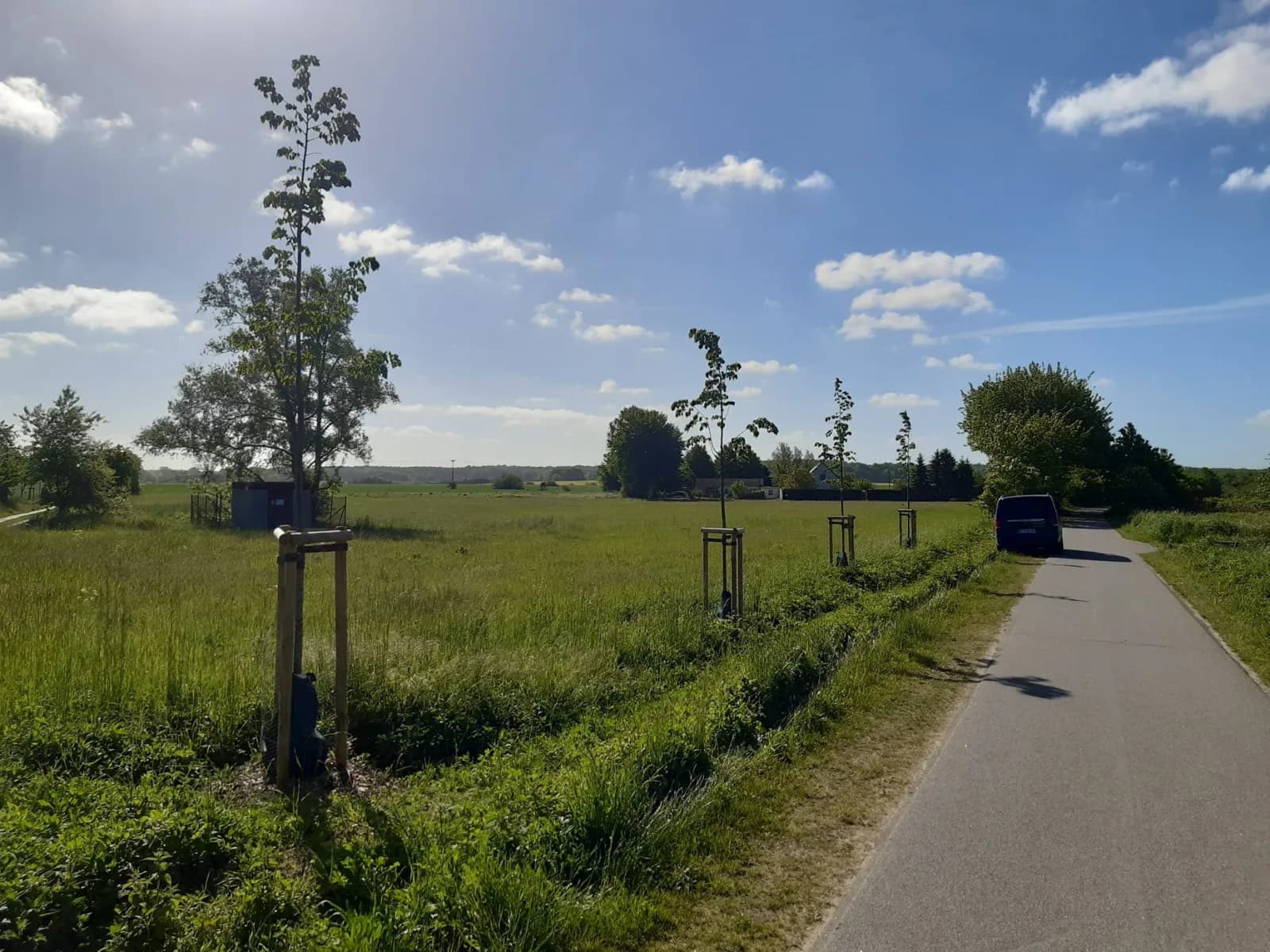 Neu gepflanzte Jungbäume an der Straße
