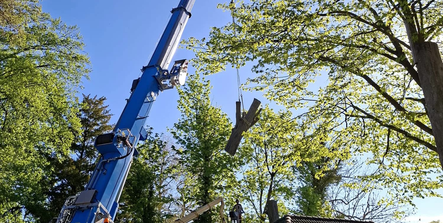 Krangestützte Baumfällung, Baumpflege & Fällung