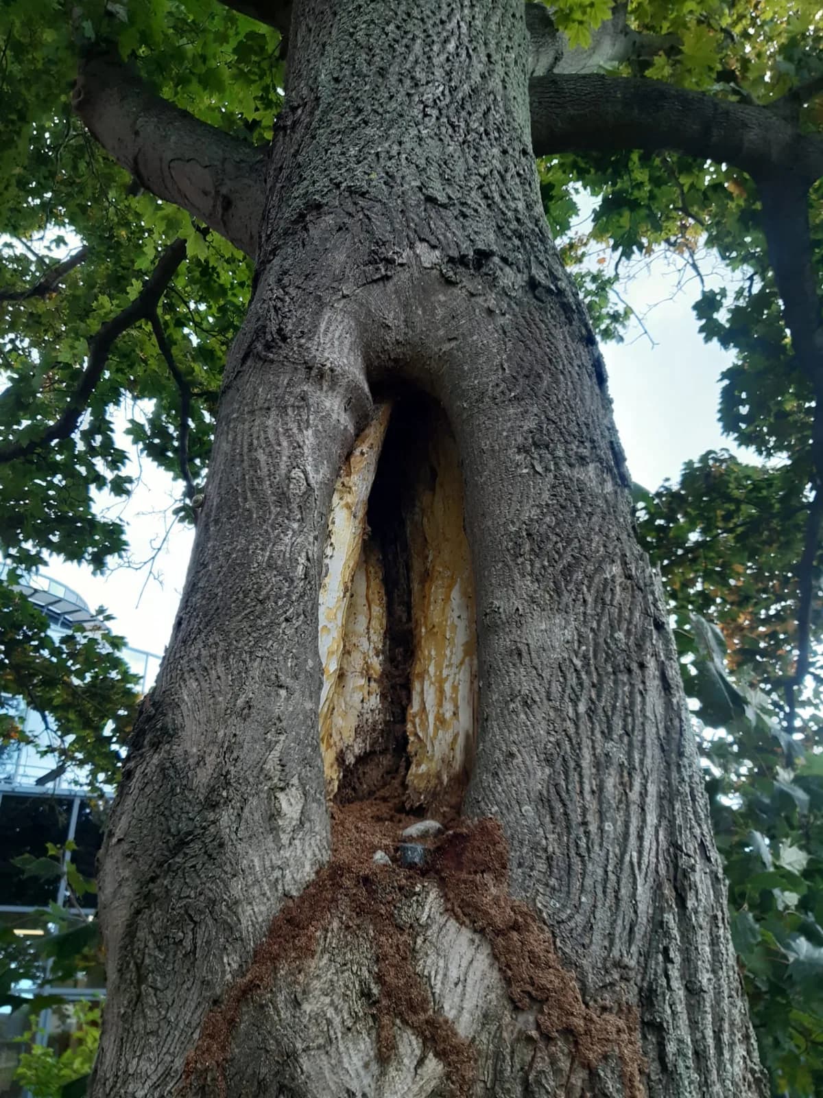 Baumkontrolle in Stralsund, Baumpflege Silvio Nagel