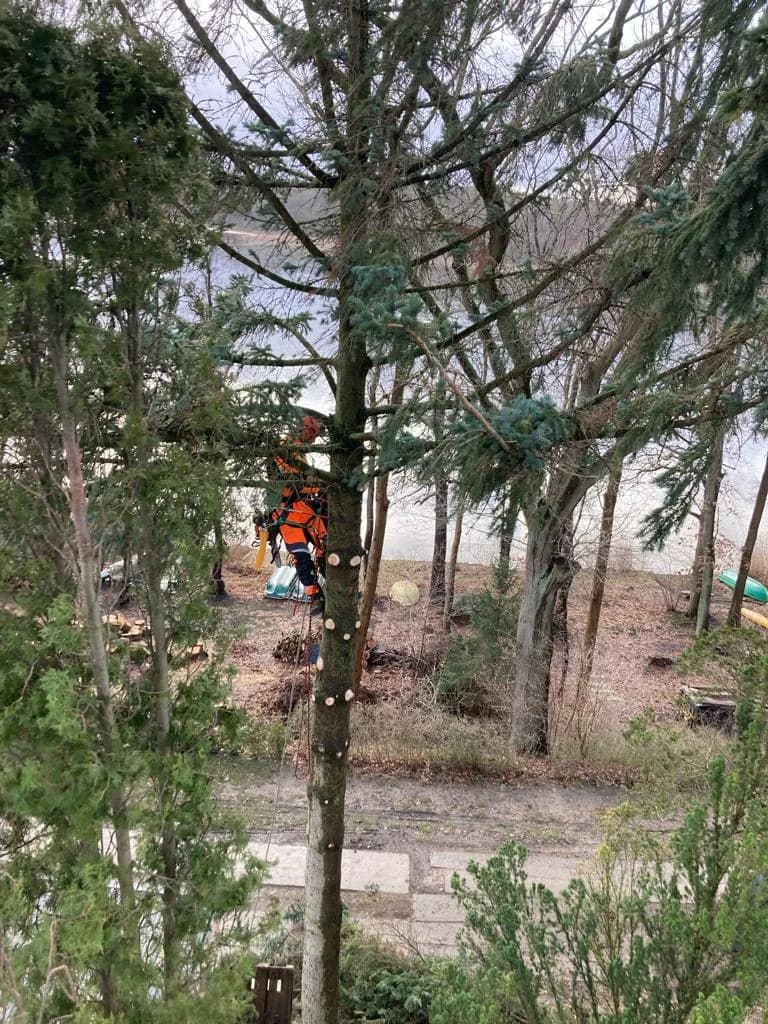 Silvio Nagel bei der Baumpflege in Seilklettertechnik