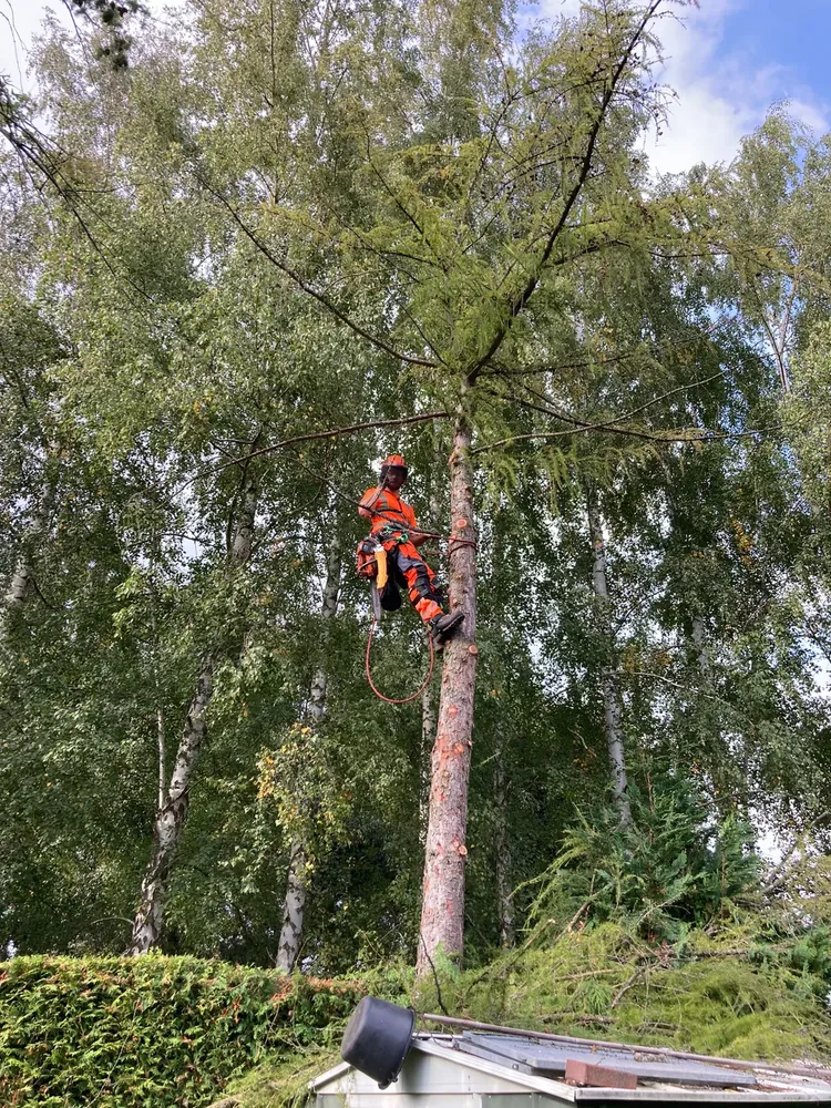 Baumpflege Silvio Nagel im Einsatz